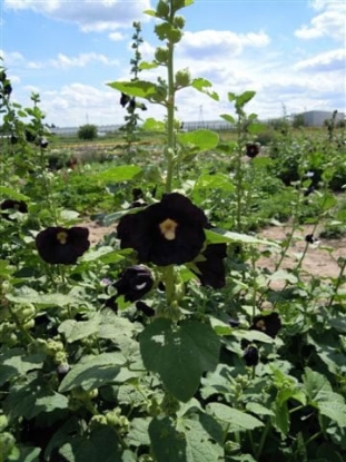 Picture of Hollyhock - Black Single